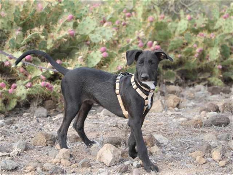 junger Podenco Rüde Kiro sucht neues Zuhause