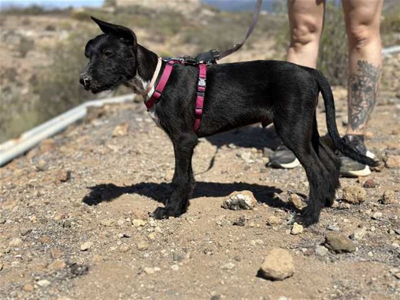 junger Podenco Rüde Kisu sucht neues Zuhause
