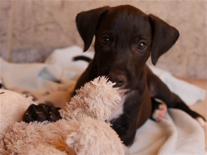 junger Podenco Rüde Kiro sucht neues Zuhause