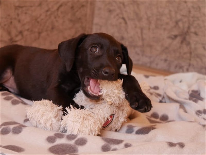junger Podenco Rüde Kirby sucht neues Zuhause