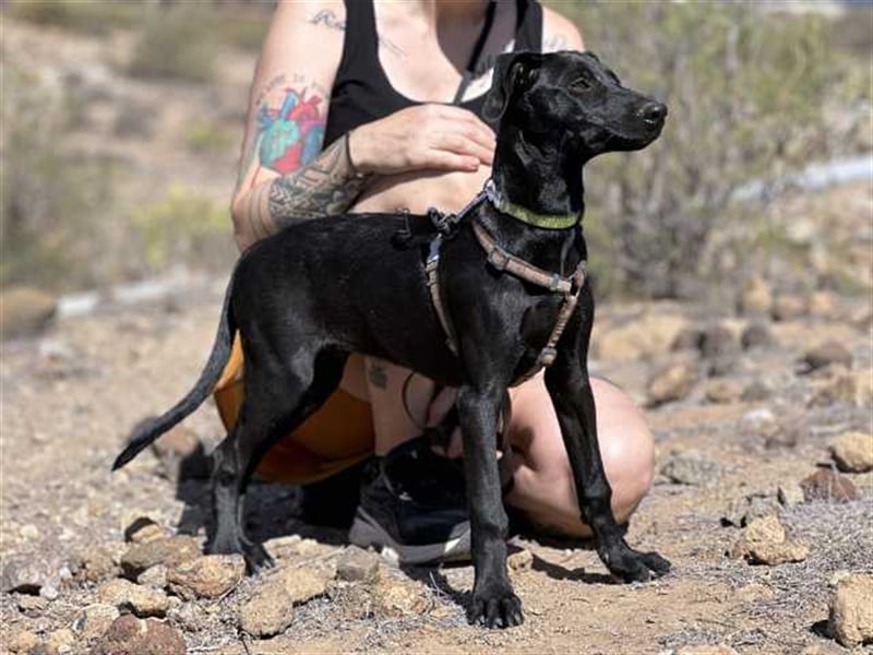 junger Podenco Rüde Kirby sucht neues Zuhause