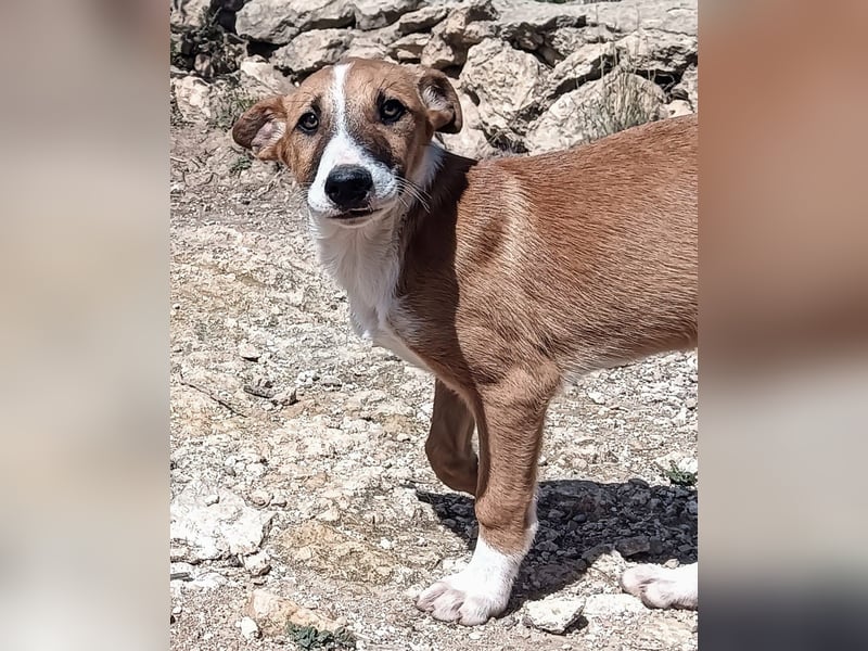 quirliger freundlicher TOFU sucht liebevolles Zuhause