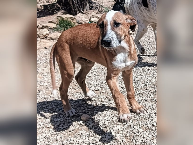 quirliger freundlicher ELMO sucht liebevolles Zuhause
