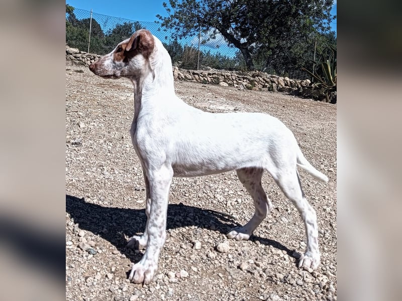 quirliger freundlicher LOUI sucht liebevolles Zuhause