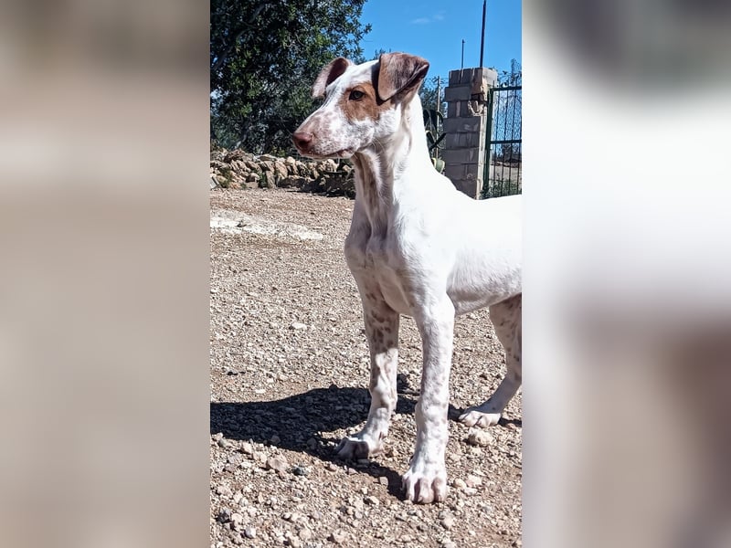 quirliger freundlicher LOUI sucht liebevolles Zuhause