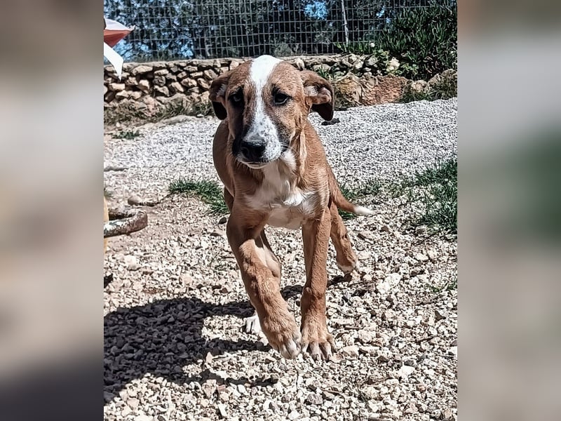 quirliger freundlicher ELMO sucht liebevolles Zuhause