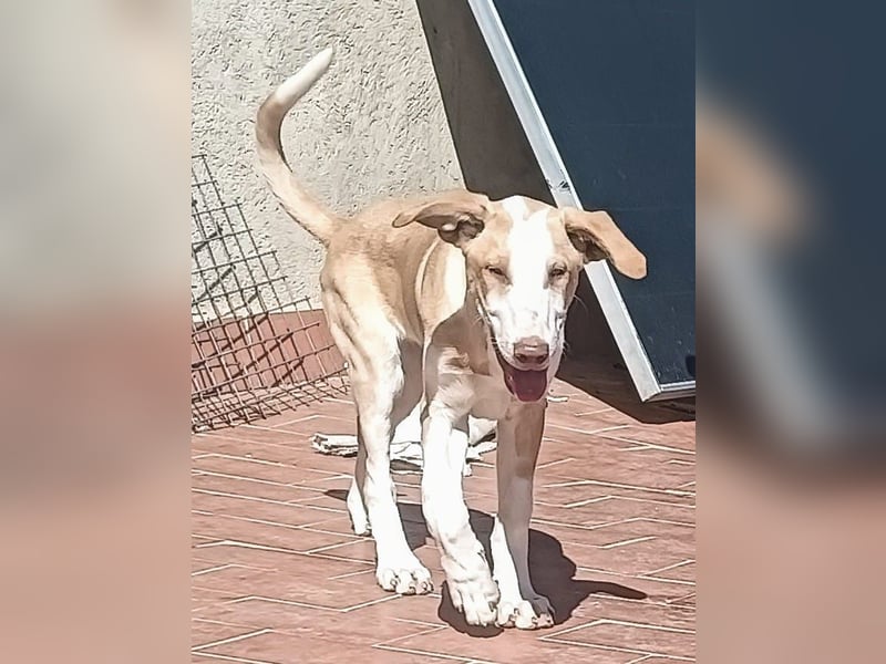 quirliger freundlicher HENRI sucht liebevolles Zuhause
