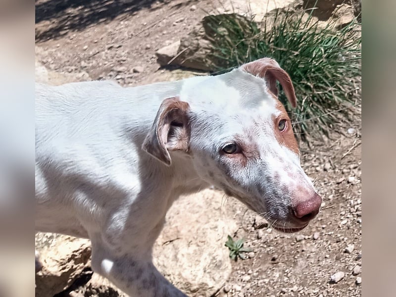 quirliger freundlicher LOUI sucht liebevolles Zuhause