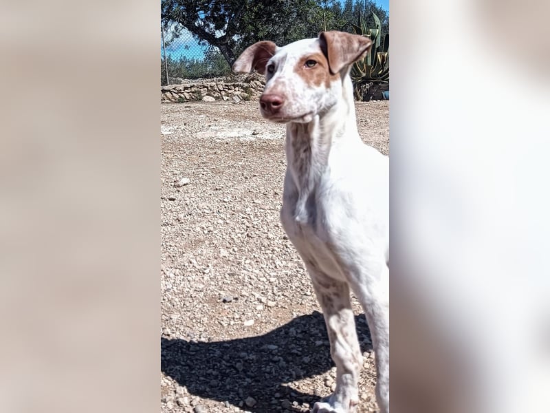 quirliger freundlicher LOUI sucht liebevolles Zuhause