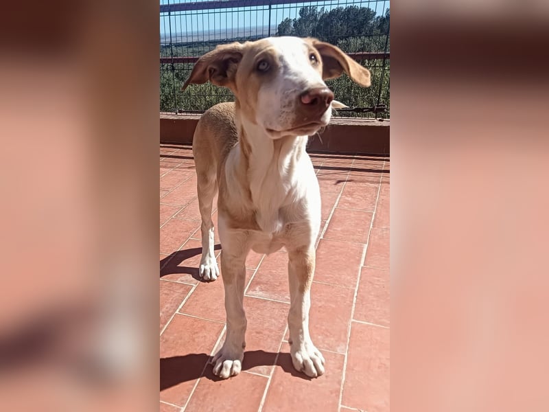 quirliger freundlicher HENRI sucht liebevolles Zuhause
