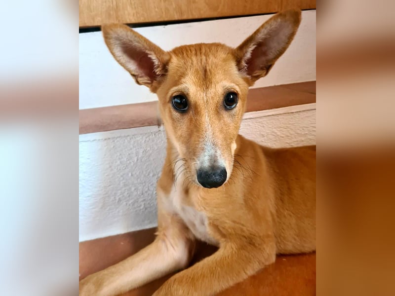 Zuckersüßer COPPI-superfreundlich, mit einem Herzen voller Lieber ist er bereit für seine Familie