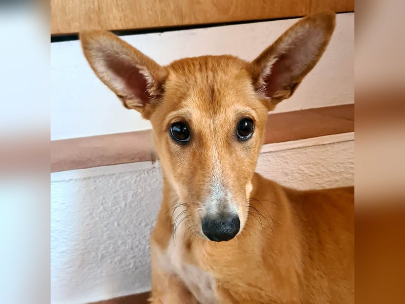 Zuckersüßer COPPI-superfreundlich, mit einem Herzen voller Lieber ist er bereit für seine Familie