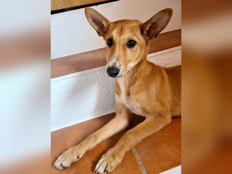 Zuckersüßer COPPI-superfreundlich, mit einem Herzen voller Lieber ist er bereit für seine Familie