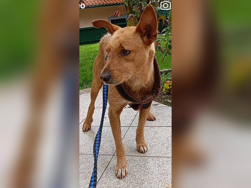 ❤️ CHICO ❤️