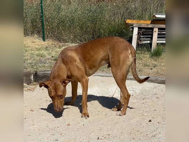 Chip (Spanien) – charmanter Abenteurer