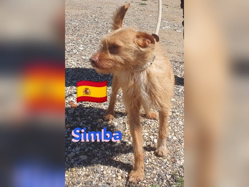 Simba,geb.08/23,süßer Strubbel sucht seine Familie