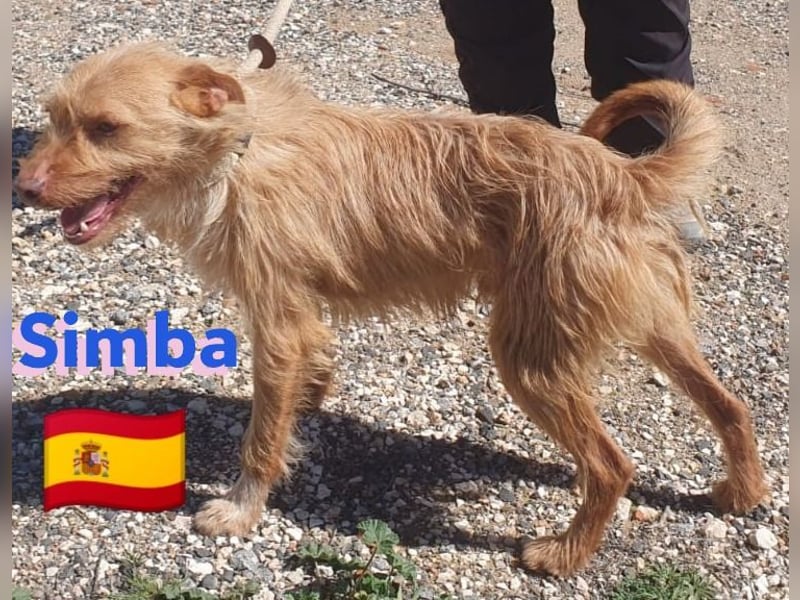 Simba,geb.08/23,süßer Strubbel sucht seine Familie