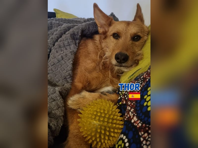 !!!Notfall!!!Thor,geb.06/19,liebenswerter Podenco Rüde sucht seine Familie
