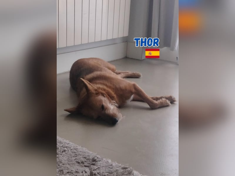 !!!Notfall!!!Thor,geb.06/19,liebenswerter Podenco Rüde sucht seine Familie