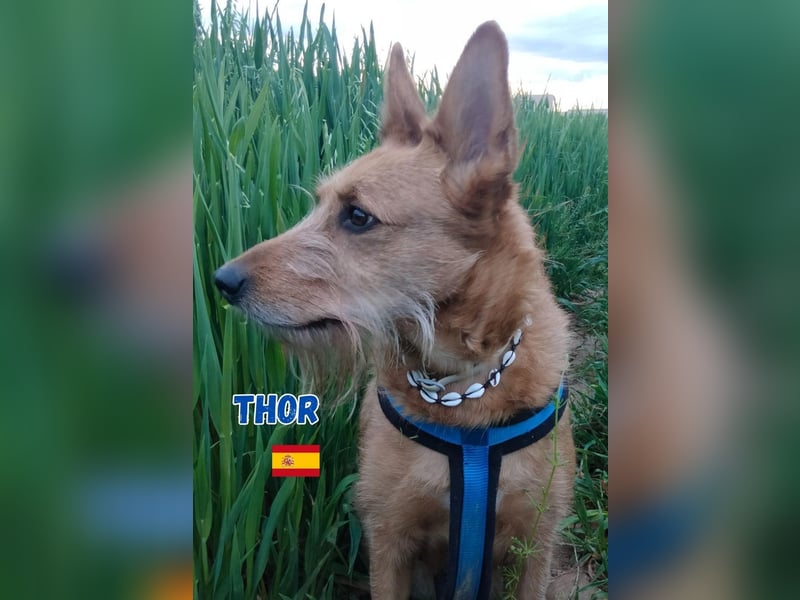 !!!Notfall!!!Thor,geb.06/19,liebenswerter Podenco Rüde sucht seine Familie