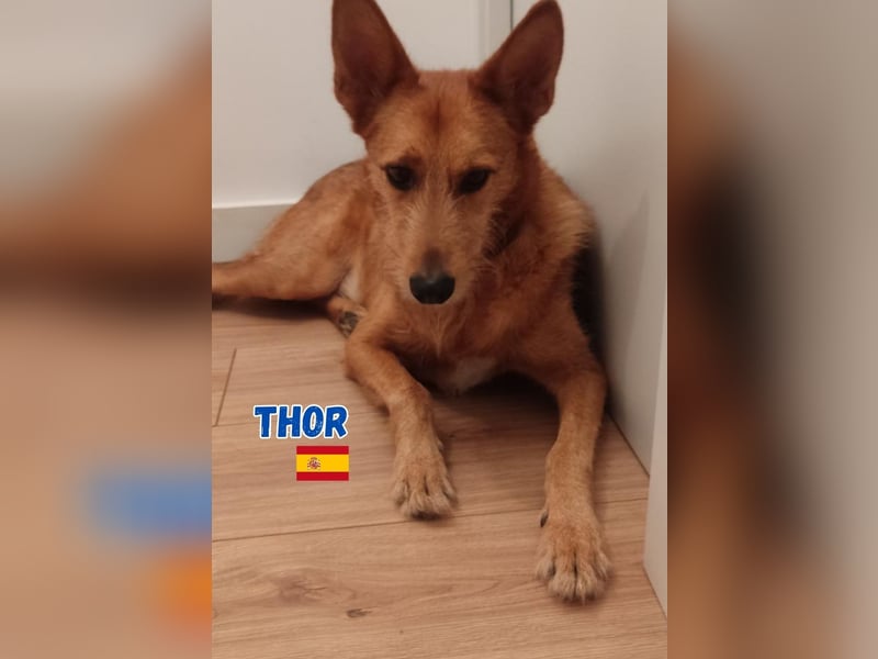 !!!Notfall!!!Thor,geb.06/19,liebenswerter Podenco Rüde sucht seine Familie