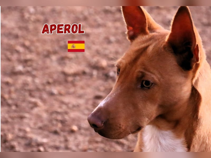 Aperol,geb.06/20,lieber Podenco Rüde sucht seine Familie