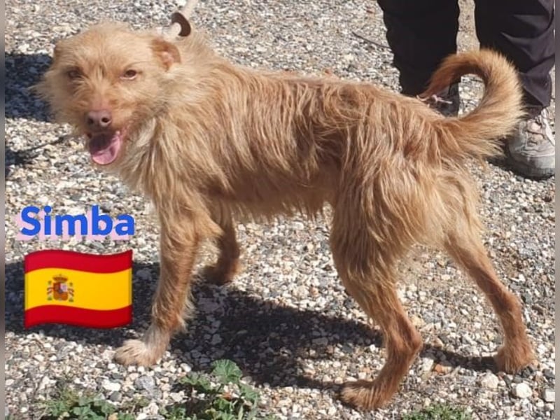Simba,geb.08/23,süßer Strubbel sucht seine Familie