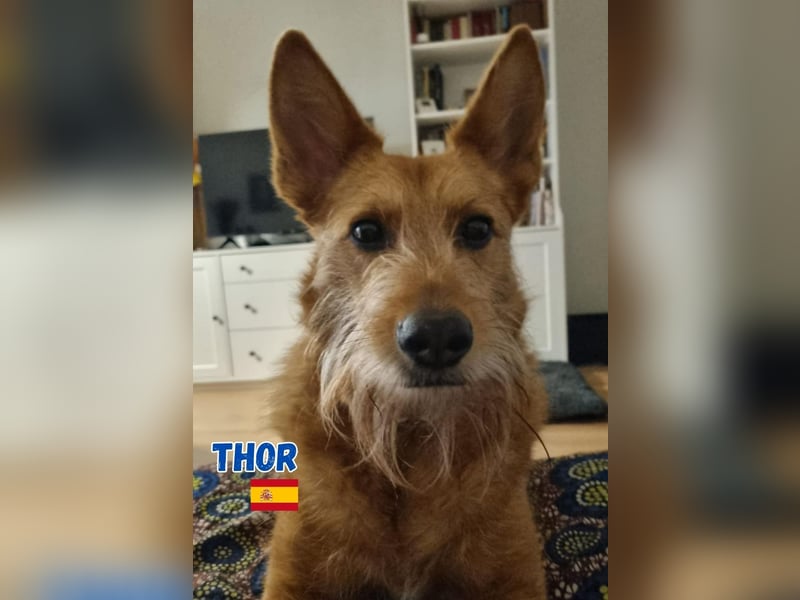 !!!Notfall!!!Thor,geb.06/19,liebenswerter Podenco Rüde sucht seine Familie
