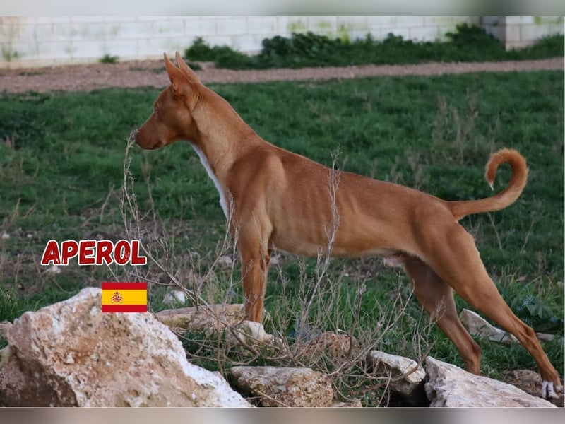 Aperol,geb.06/20,lieber Podenco Rüde sucht seine Familie
