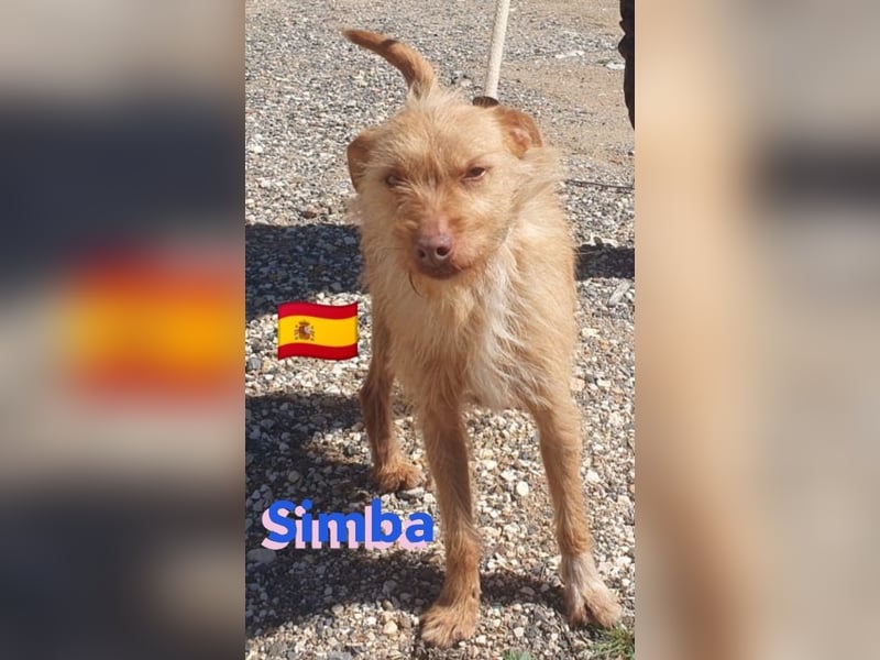 Simba,geb.08/23,süßer Strubbel sucht seine Familie