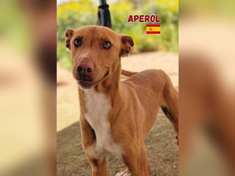 Aperol,geb.06/20,lieber Podenco Rüde sucht seine Familie