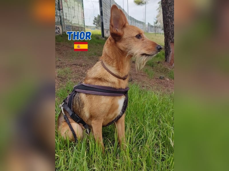!!!Notfall!!!Thor,geb.06/19,liebenswerter Podenco Rüde sucht seine Familie