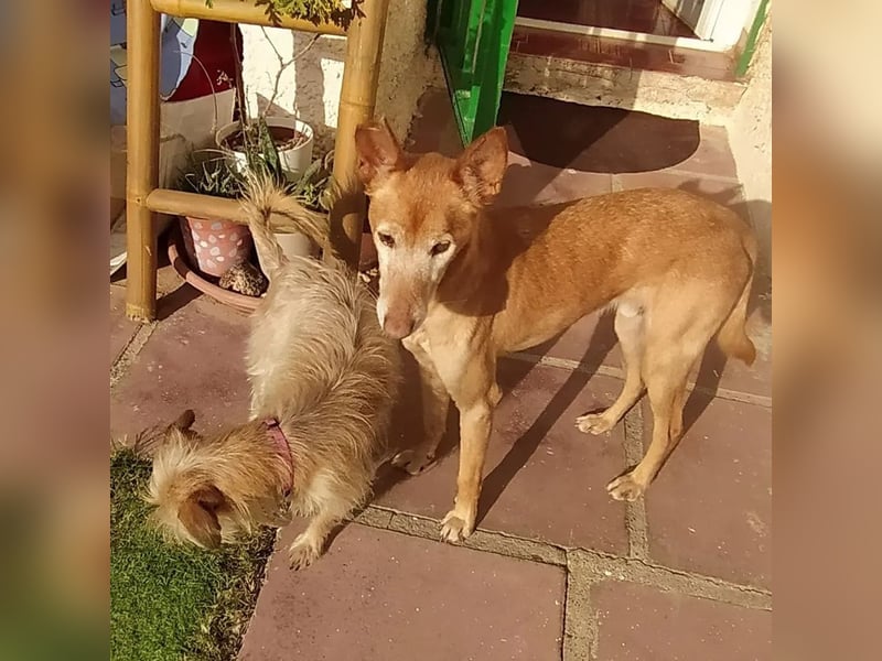 Tico - ein Hund gibt nicht auf