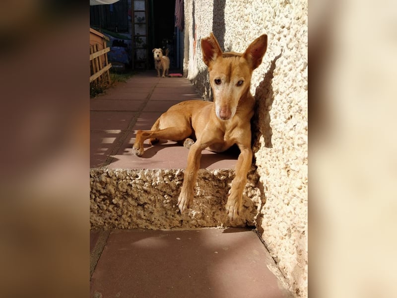 Tico - ein Hund gibt nicht auf