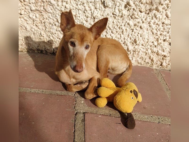 Tico - ein Hund gibt nicht auf