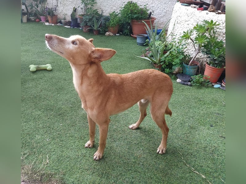 Tico - ein Hund gibt nicht auf