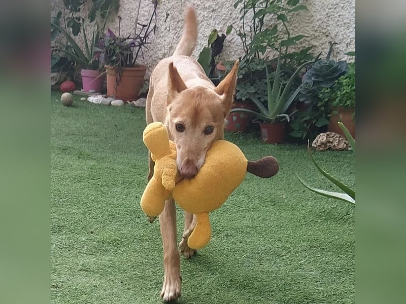 Tico - ein Hund gibt nicht auf