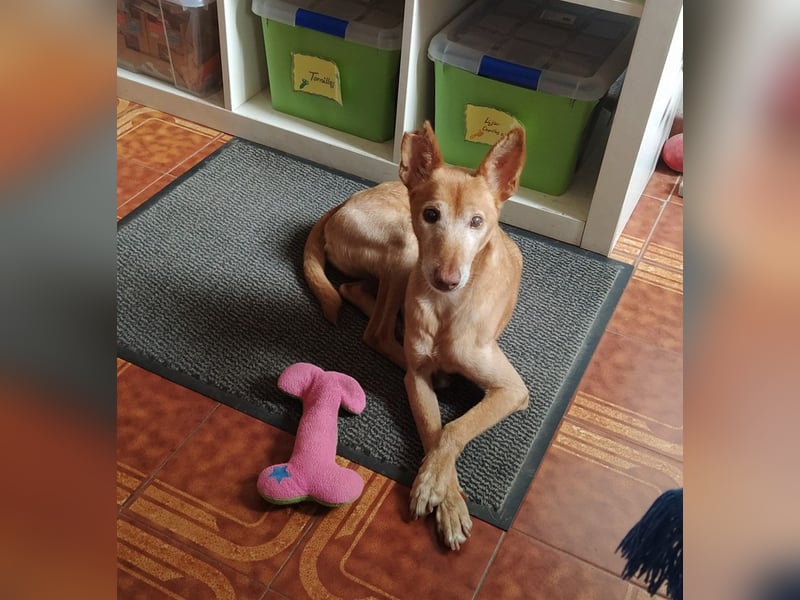 Tico - ein Hund gibt nicht auf