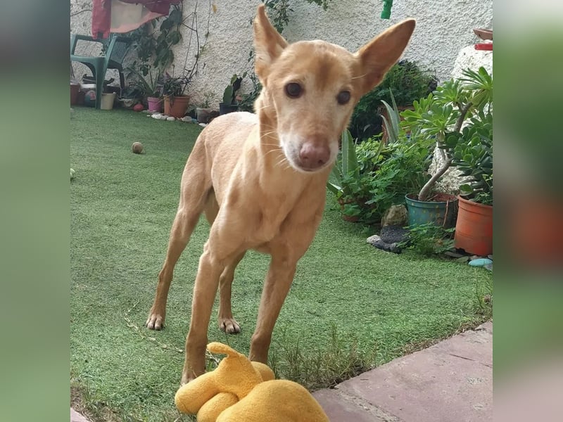 Tico - ein Hund gibt nicht auf