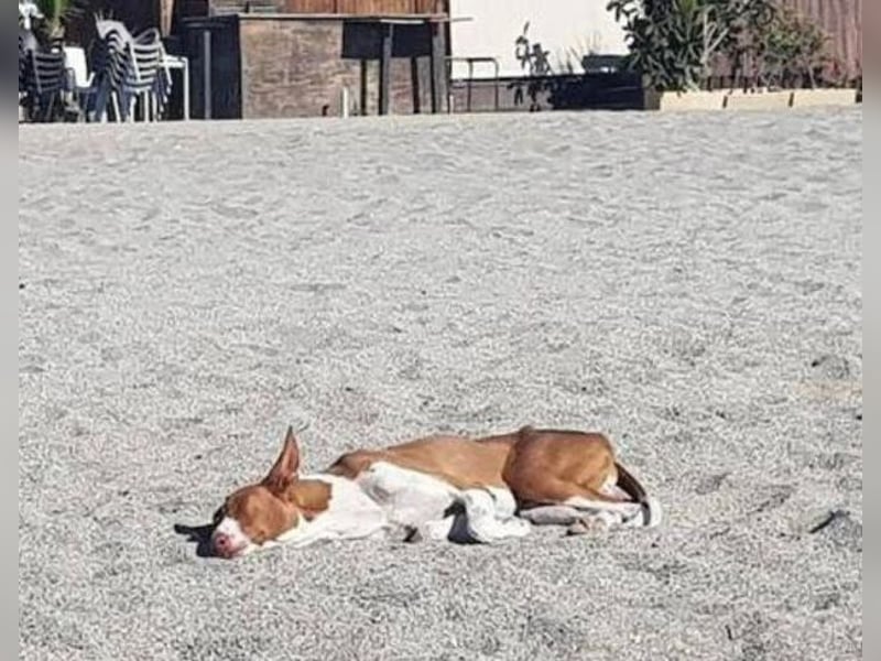 Berto, wartet schon so lange auf ein Sofa mit liebevollen Händen