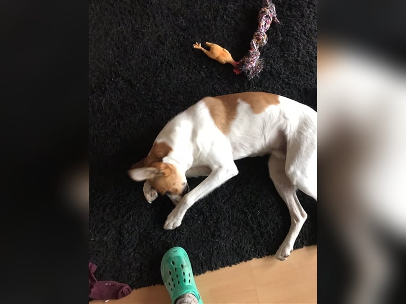 Benny: Fledermausöhrchen zum Verlieben
