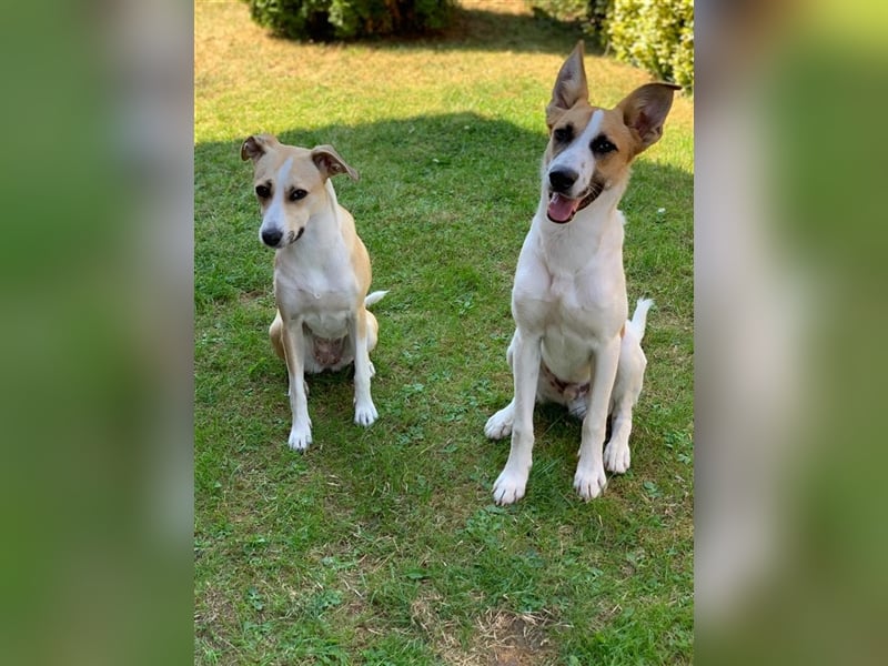 Benny: Fledermausöhrchen zum Verlieben