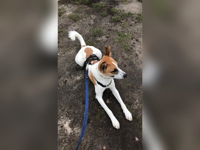 Benny: Fledermausöhrchen zum Verlieben