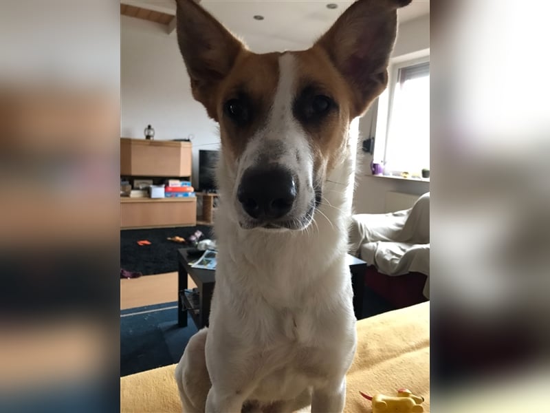 Benny: Fledermausöhrchen zum Verlieben