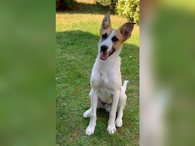 Benny: Fledermausöhrchen zum Verlieben