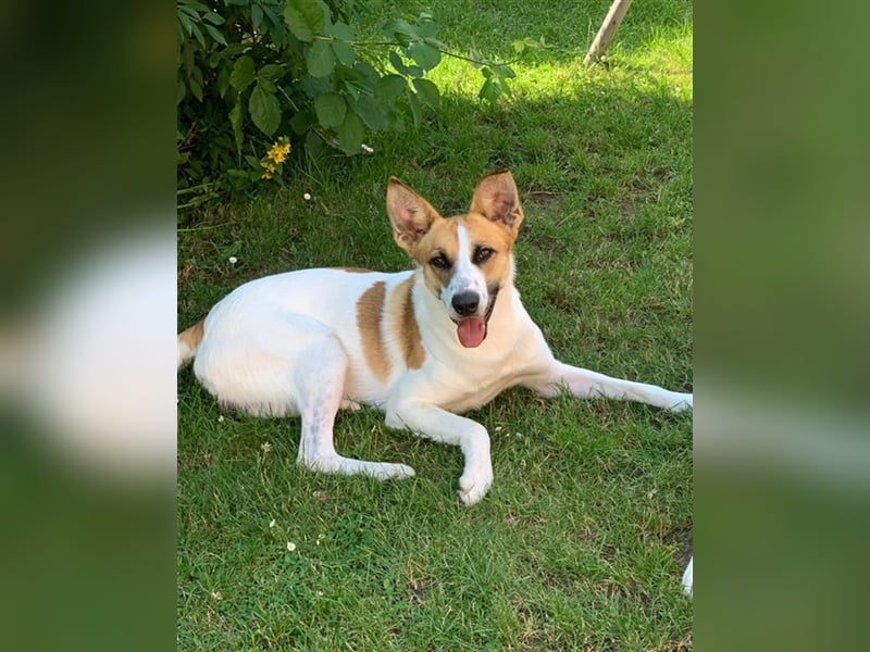 Benny: Fledermausöhrchen zum Verlieben