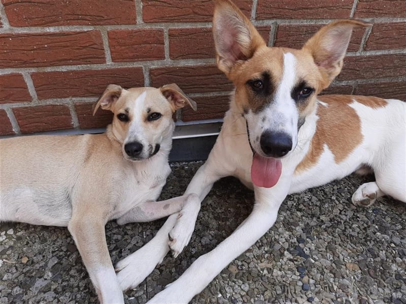 Benny: Fledermausöhrchen zum Verlieben