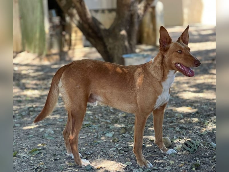 Mowgli