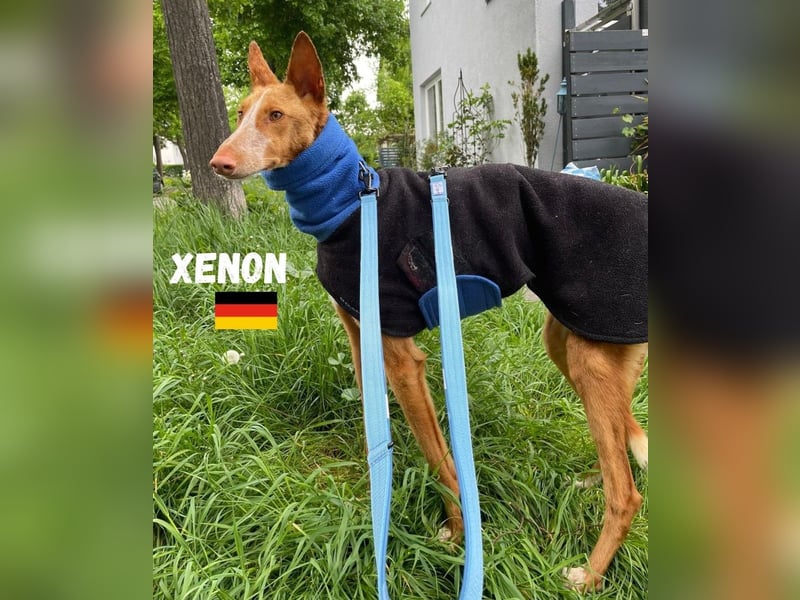 Xenon,geb.08/23,lieber Podenco sucht seine Familie,bereits in DE auf Pflegestelle in 86685 Huisheim
