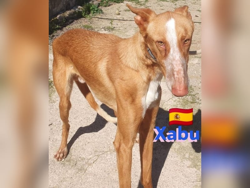 Xabu,geb.08/23,hübscher Podenco Bub sucht seine Familie,bereits auf PS in 56593 Pleckhausen